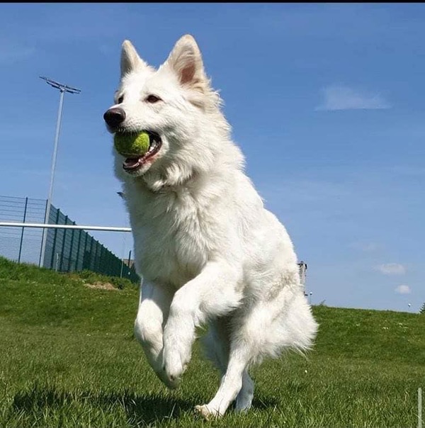 Raven beautiful white GSD needs a new home