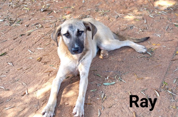 Ray young gsd cross looking for his forever home