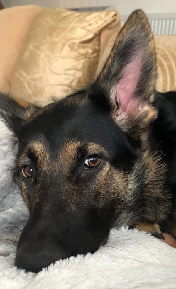 small gsd raya needs a new home