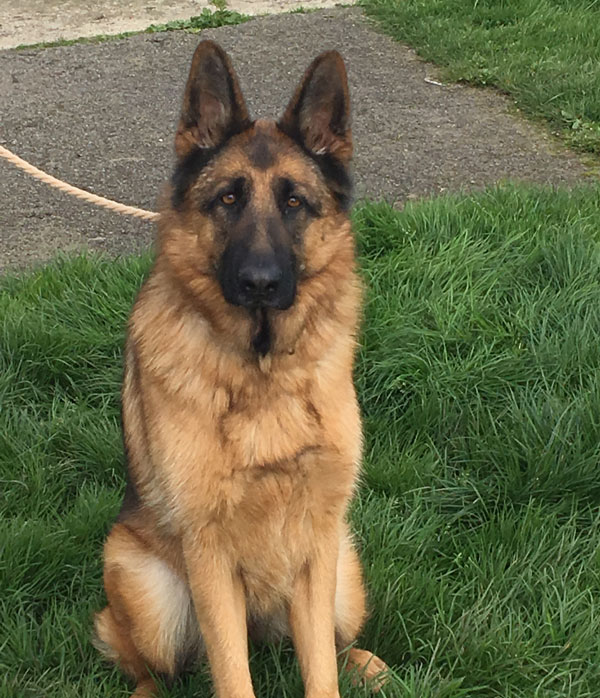 Reema 3 year old GSD looking for a home