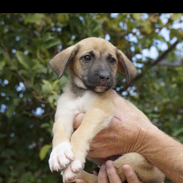Puppy Reggie needs a home