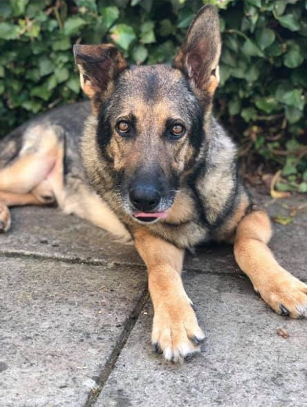 Older GSD Remo looking for a new home