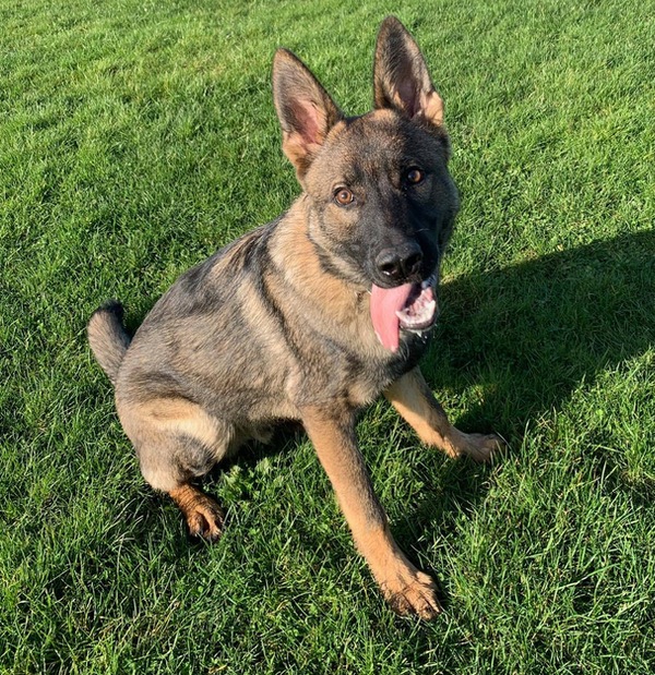 Rex young GSD/Malinois needs a new home