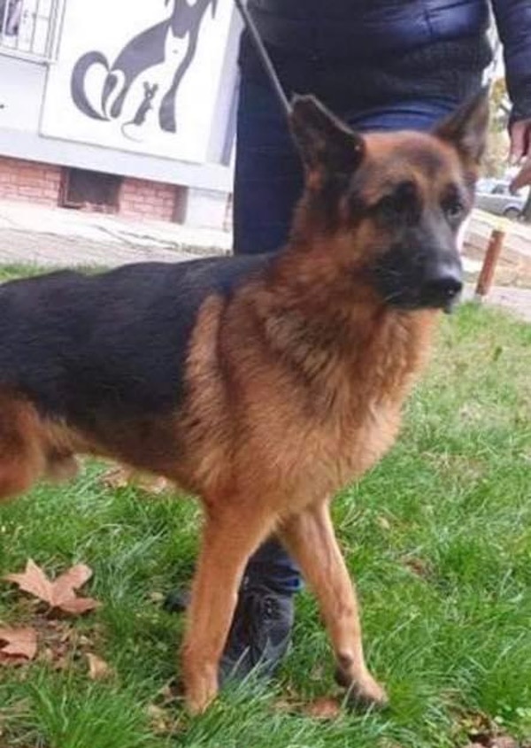 Rex stray GSD needs a new home