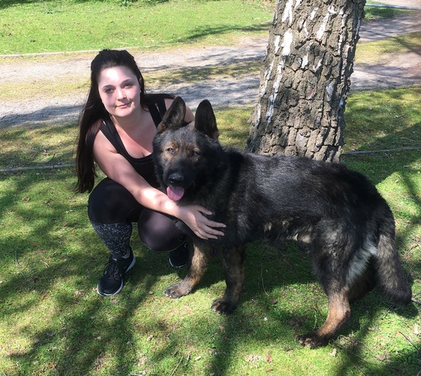 GSD from Czech working lines needs a home