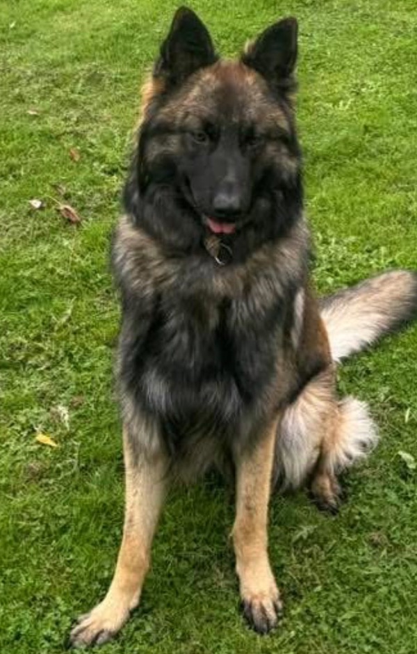 Young GSD Riggs needs a new home
