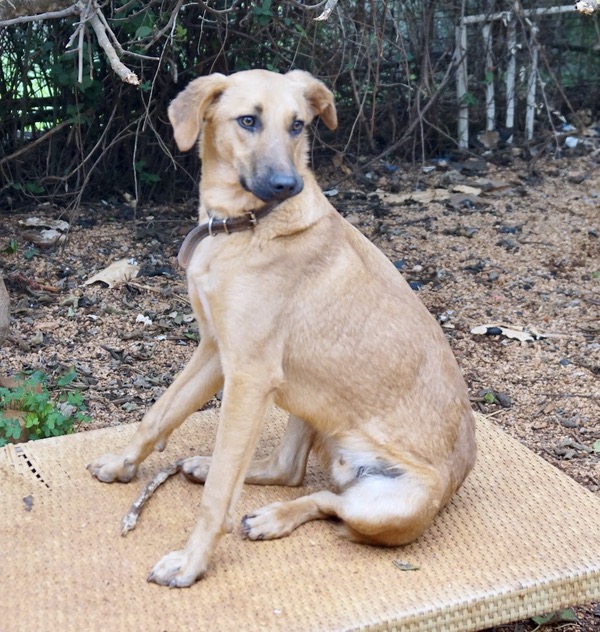 Rio young dog in Kefalonia needs a new home