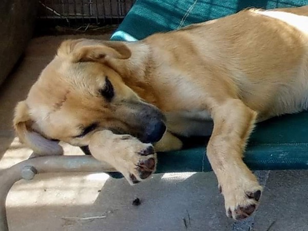 young puppy snoozing in the shade