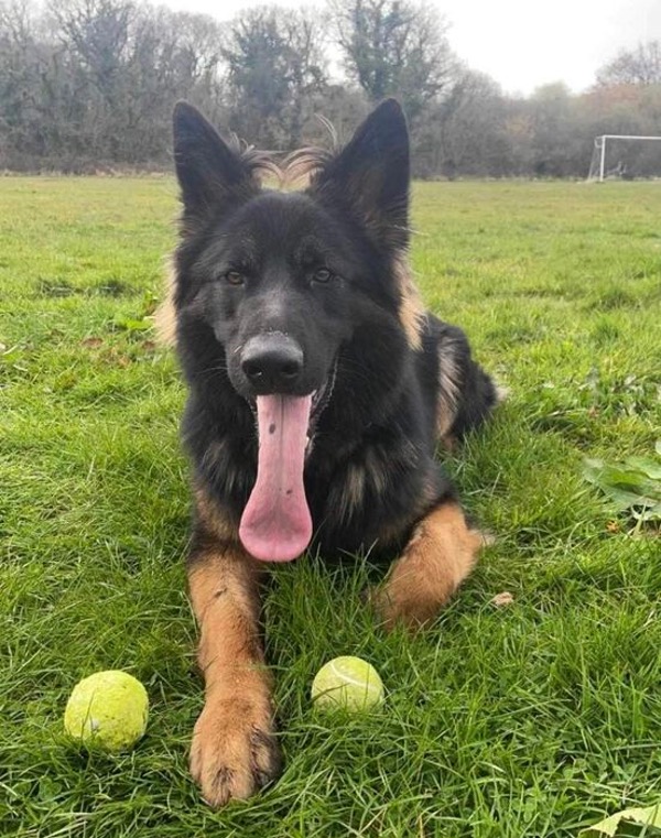 River 3 year old GSD needs a new home
