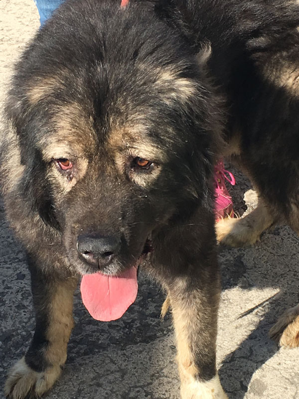 Rocco Caucasian Shepherd kept in a cellar for 2 years