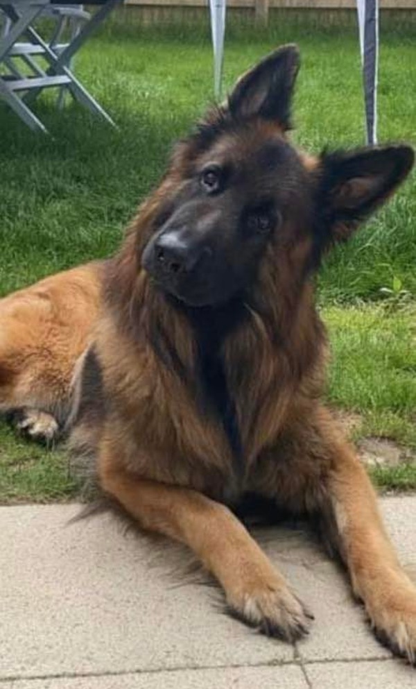 Rocco GSD needs a new home