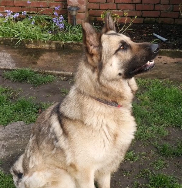 Rocky gorgeous big GSD