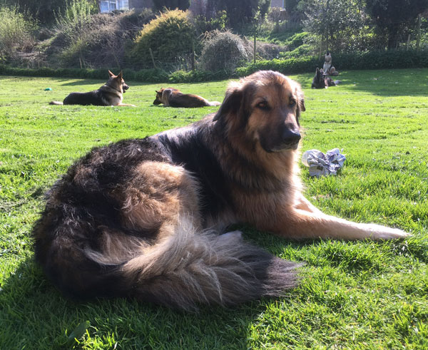 Rocky very large GSD for rehoming