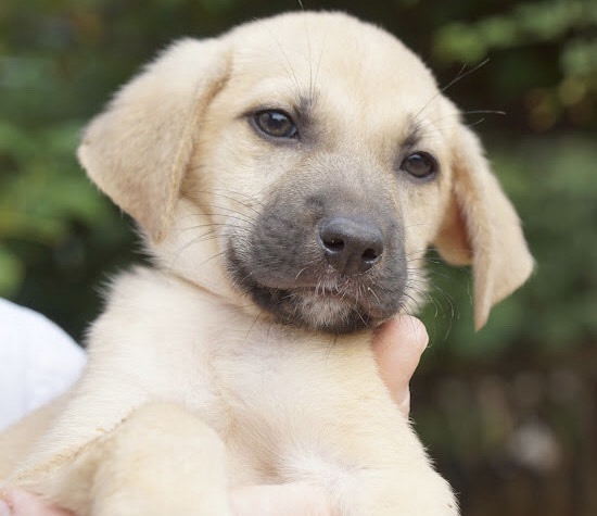 Puppy Ronny GSD cross needs a home