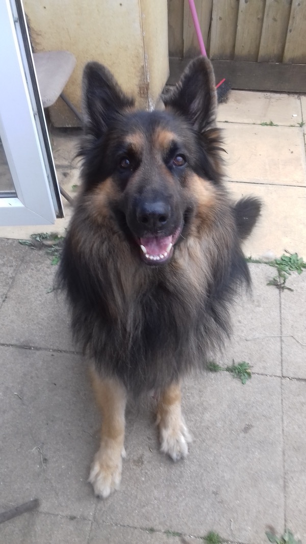 Rooney nervous GSD needs experienced home