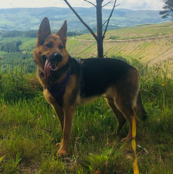 Rosie young GSD looking for a new home