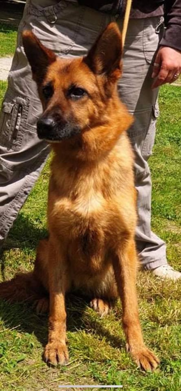 Stray GSD Rosie needs a home