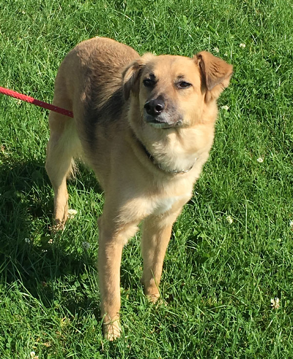 Shy little gsd cross Rosie