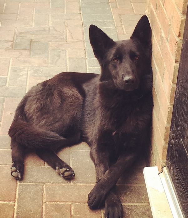 Roxy black german shepherd needing a new home