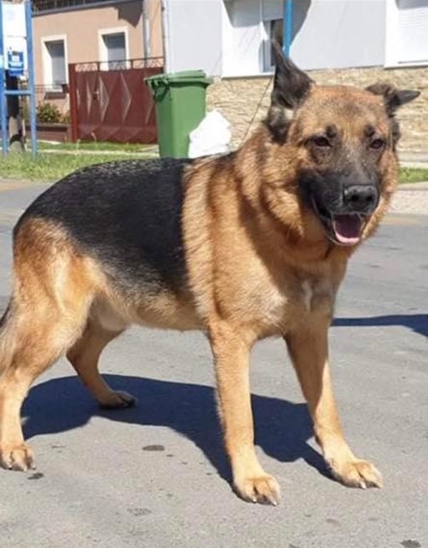 Roy stray GSD needs a home