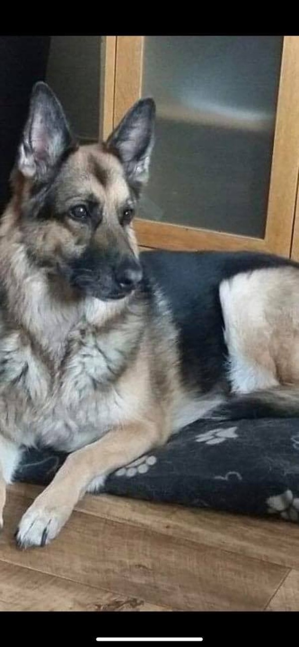 Ruby mature GSD looking for a new home