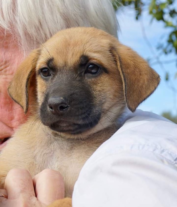 Puppy Ruth when she first arrived at the rescue