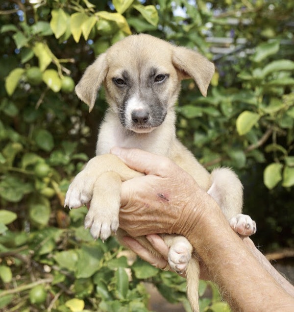Puppy Ryan needs a home