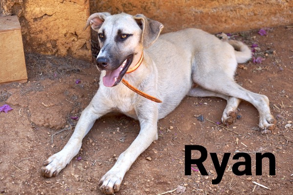 ryan young gsd cross needs a new home