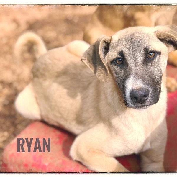 Puppy Ryan needs a new home