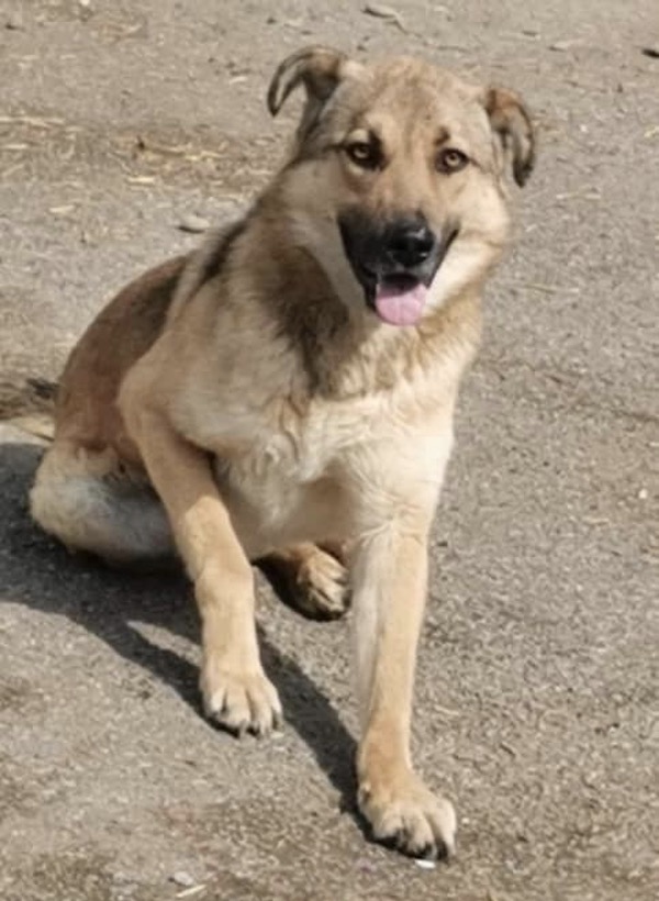 Saac gsd cross needs a new home