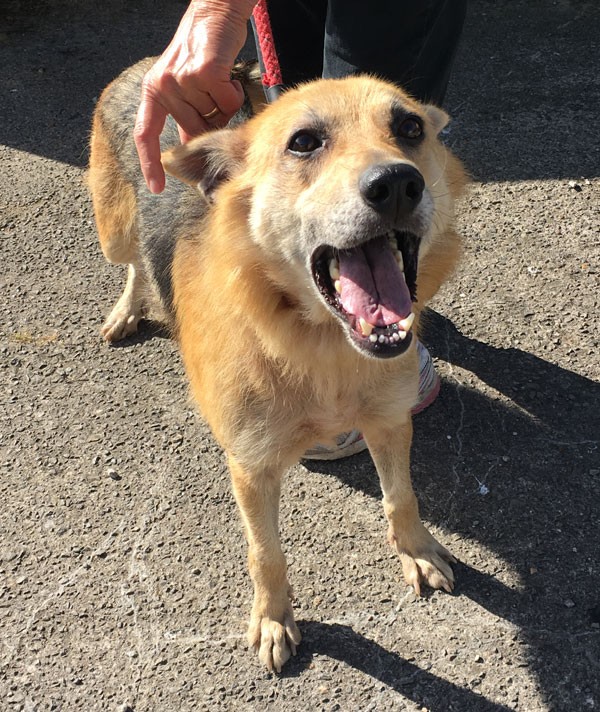 Saffron older german shepherd looking for a home