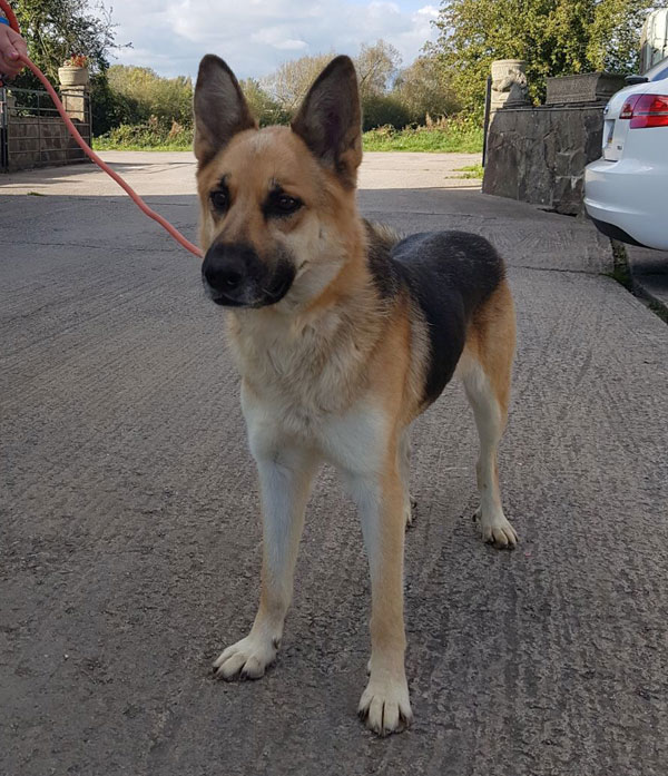 Sally sweet GSD looking for a new home