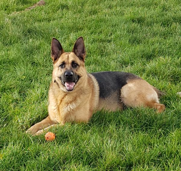 Sam a large german shepherd looking for a new home