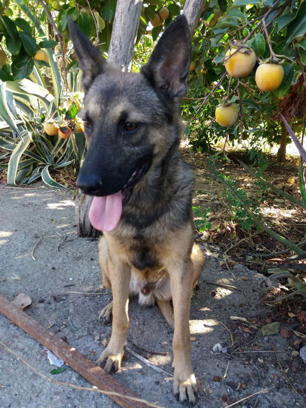 Sam young gsd looking for a home