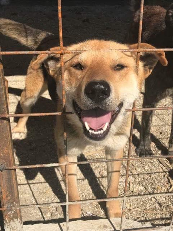 Cheeky chappie Sandy gsd cross looking for a new home