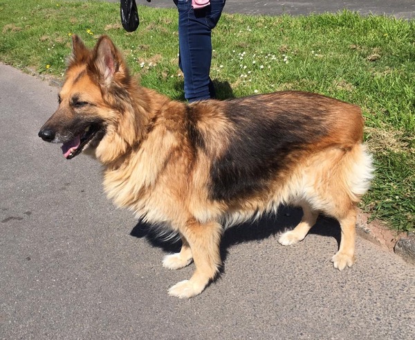 Sapphire older GSD looking for a home