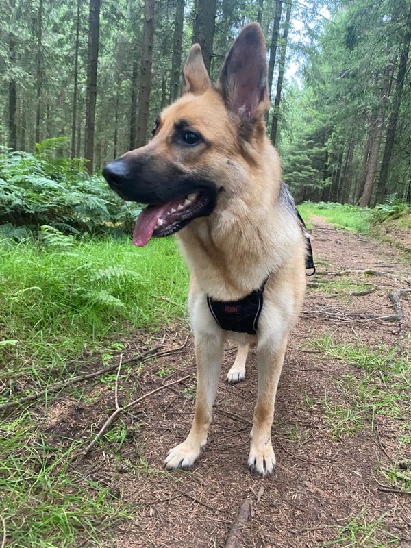 Sasha young GSD needs a new home