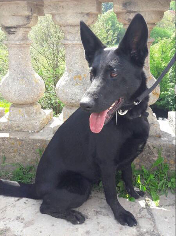 Scarla black short coated gsd needs a new home