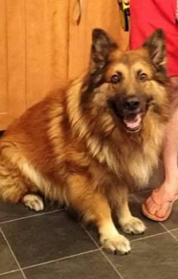 Scraps long haired GSD needs a new home