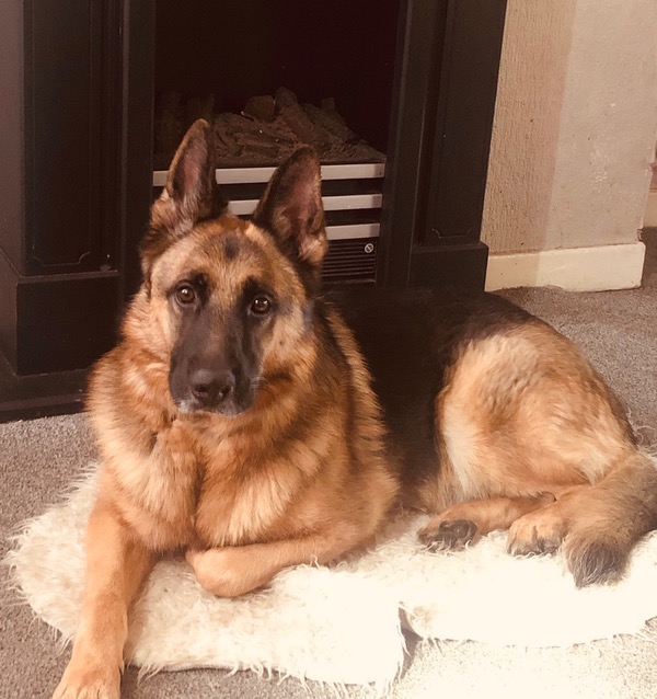 Sergeant GSD needing a new home