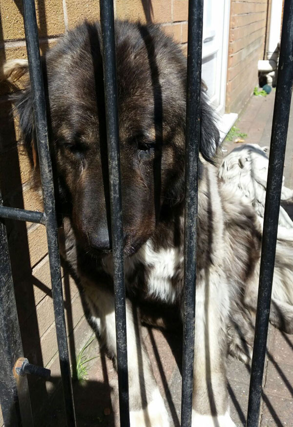 Sheba the Caucasian Shepherd padlocked in a small garden with no shelter.