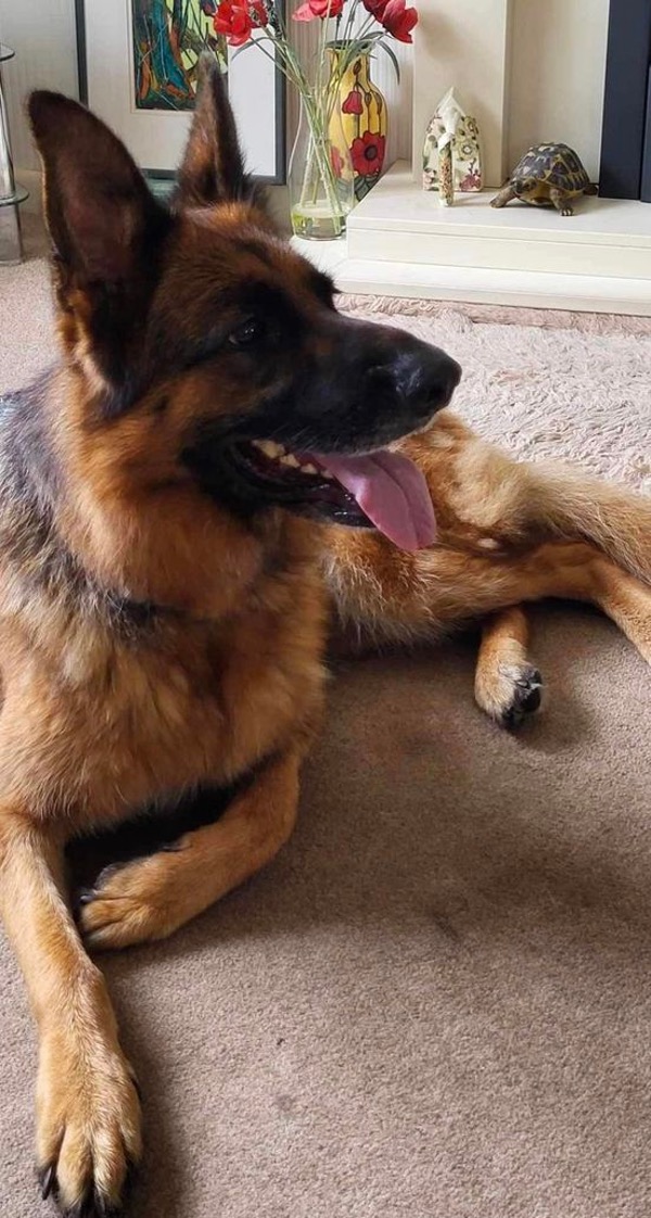 Sheba gsd needs a new home