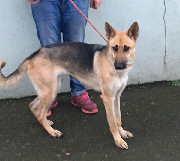 Nervous young GSD needs a home