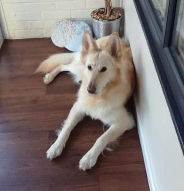 Beautiful white german shepherd