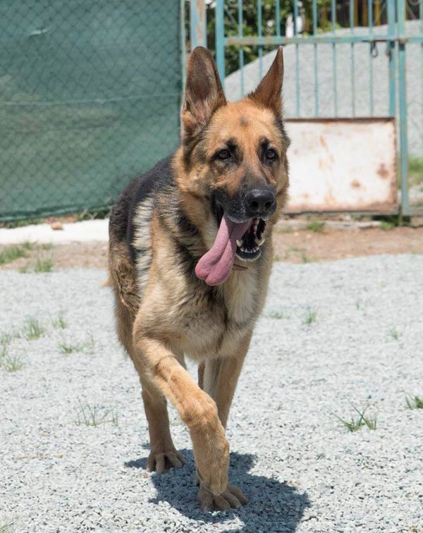 Simba GSD in Cyprus looking for a home