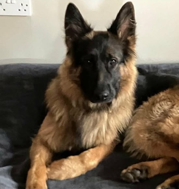 Skye beautiful semi coated GSD needs a new home