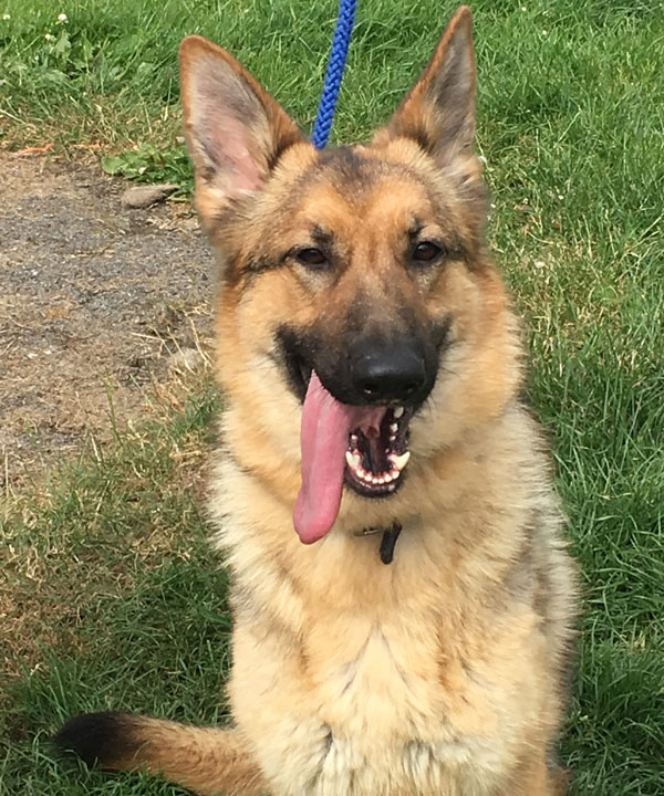 Skyla young female GSD looking for a new home