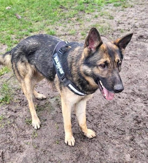 Gorgeous GSD Smudge needs a new home