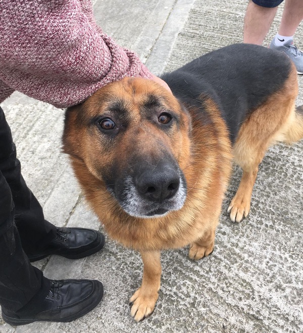 Spartacus gorgeous GSD looking for a new home