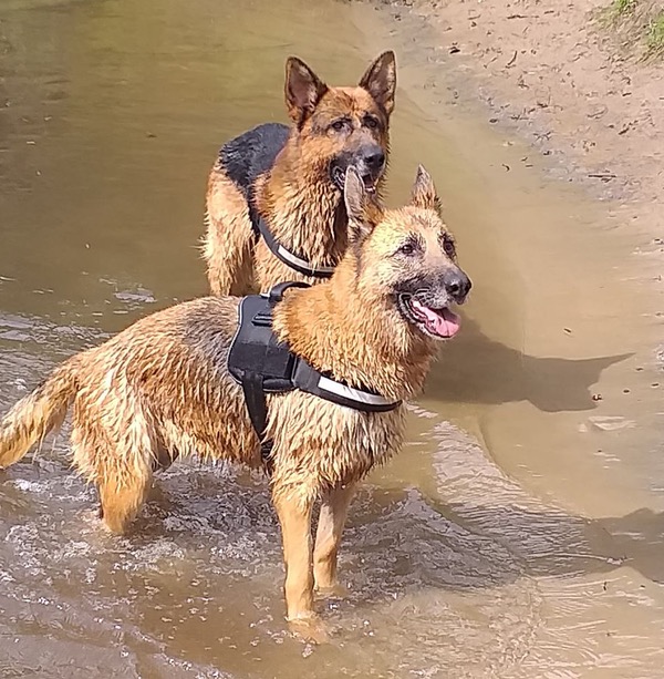 two gsd's enjoying a dip